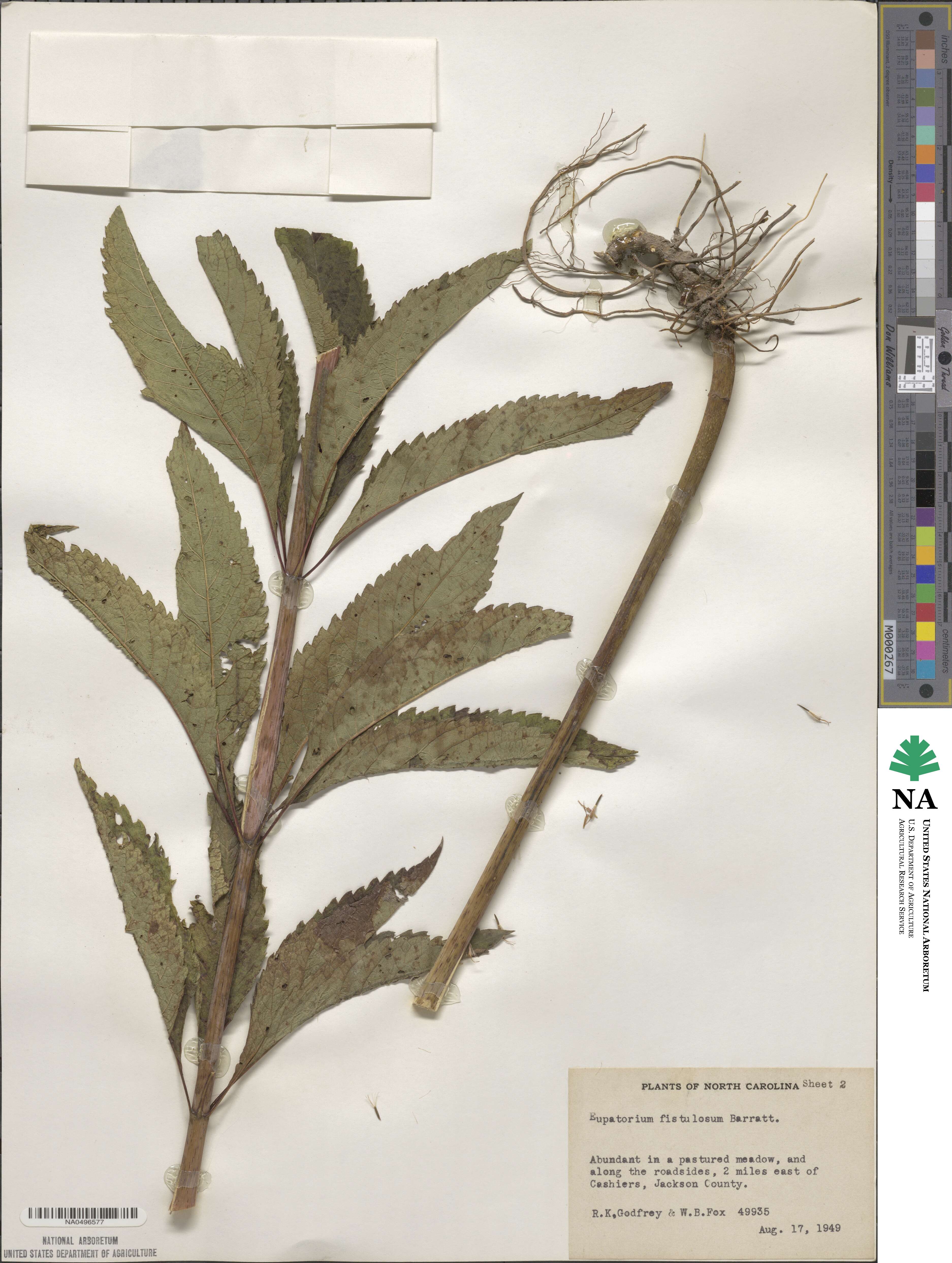 Eupatorium fistulosum image