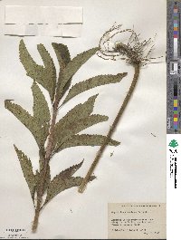 Eupatorium fistulosum image