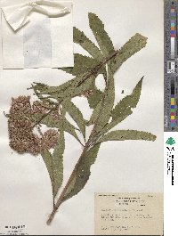 Eupatorium fistulosum image