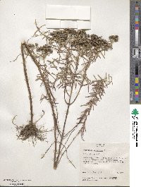 Eupatorium fistulosum image