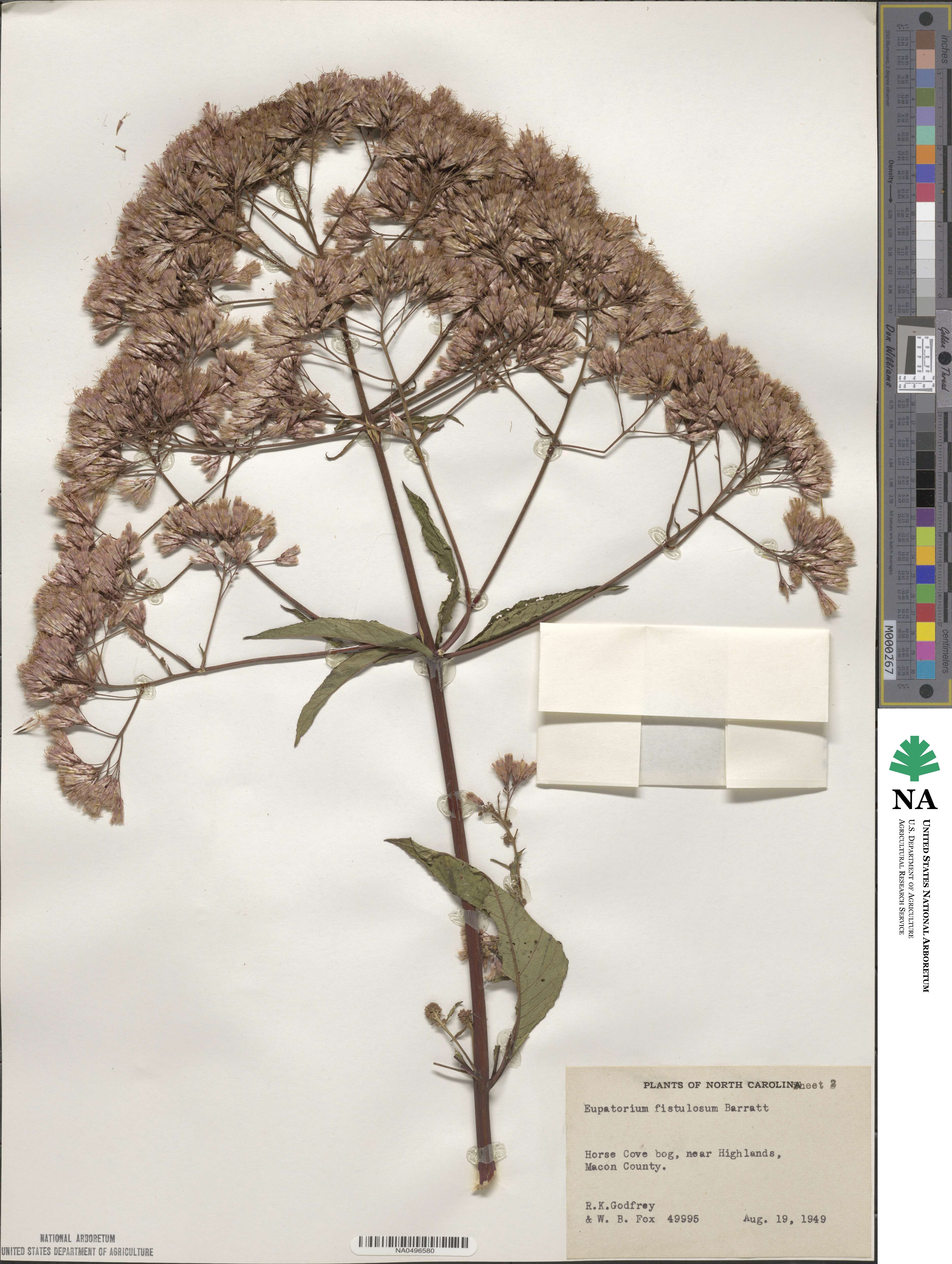 Eupatorium fistulosum image