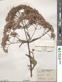 Eupatorium fistulosum image