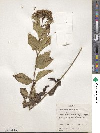 Eupatorium fistulosum image