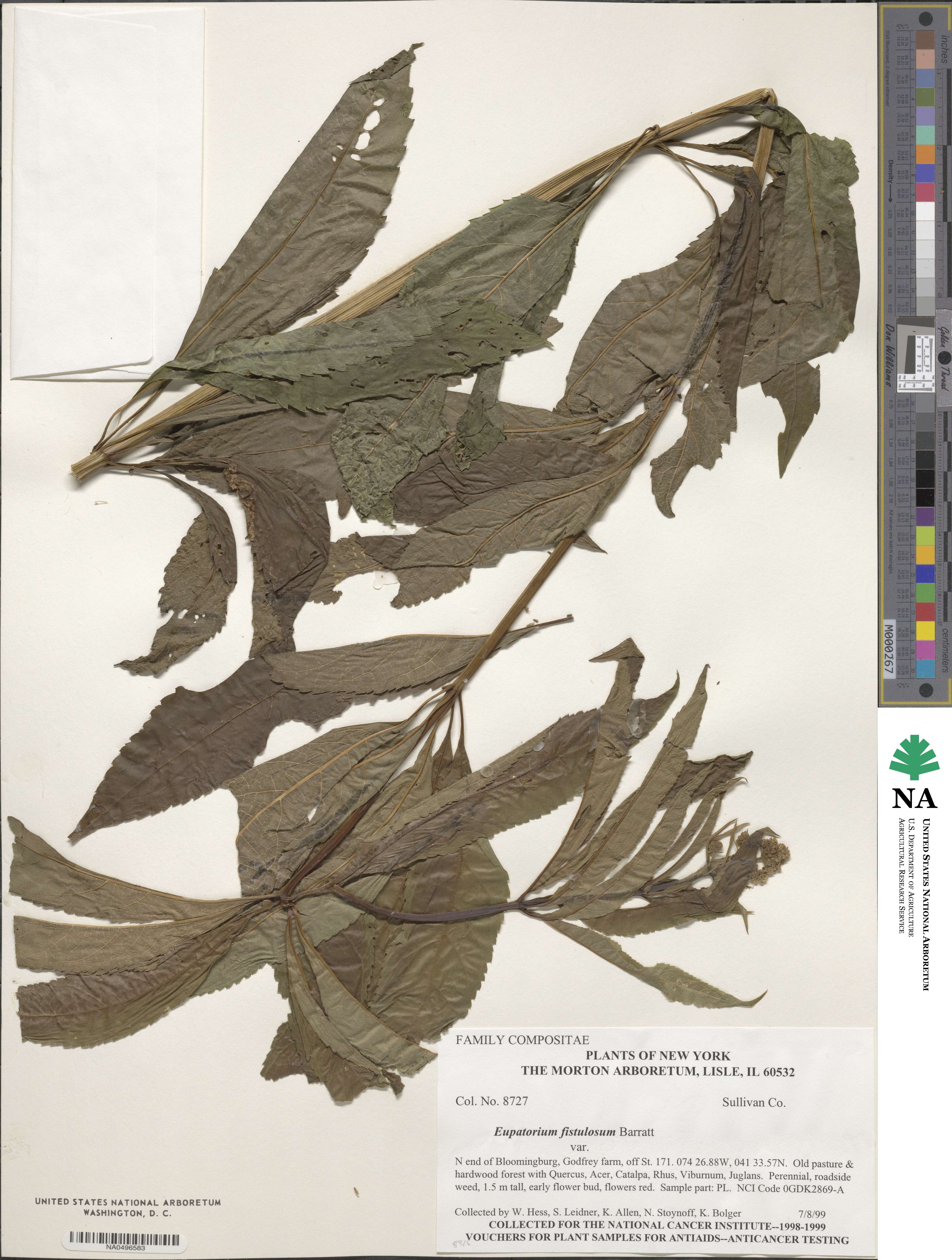 Eupatorium fistulosum image