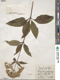 Eupatorium fistulosum image