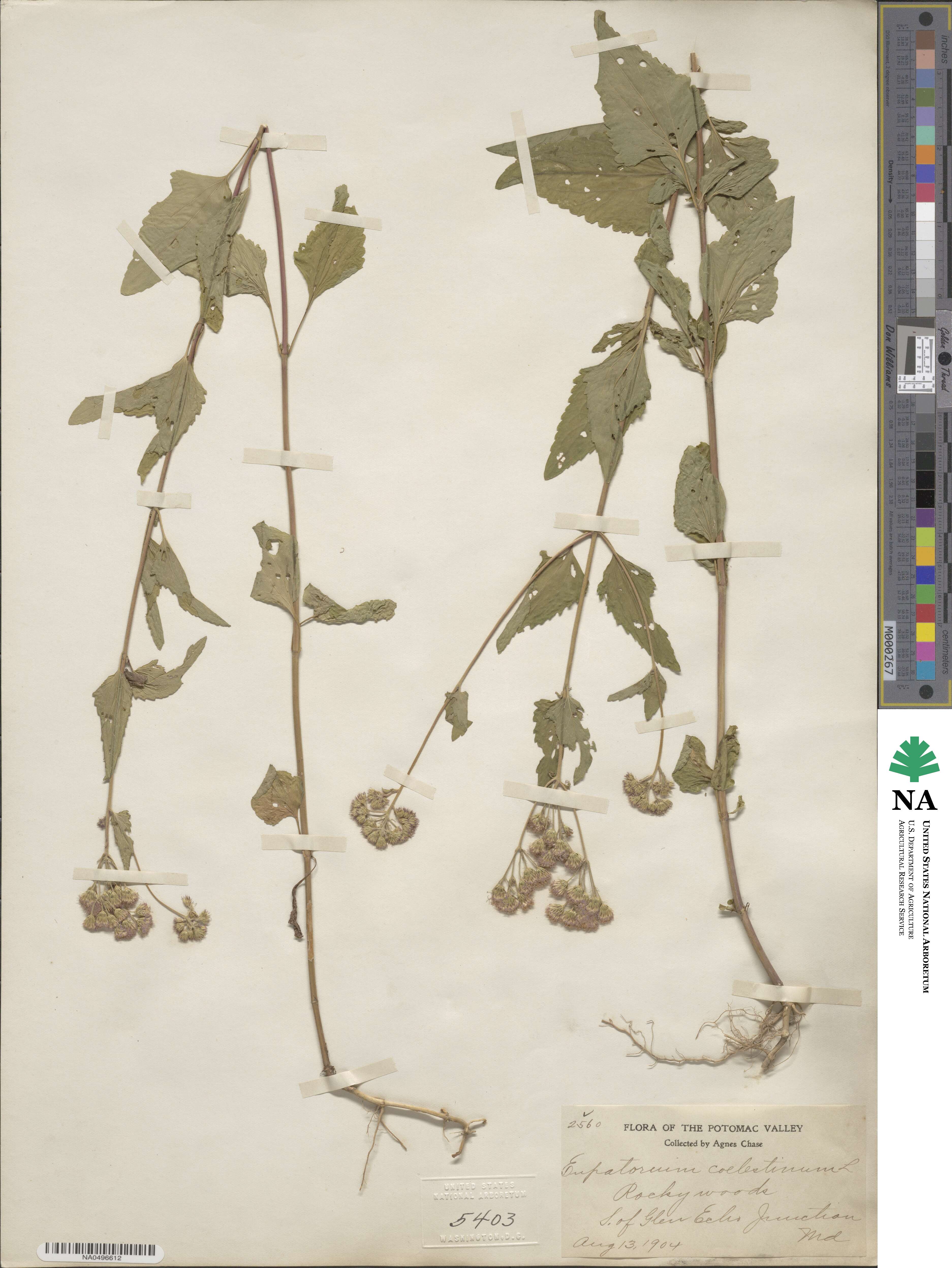 Conoclinium coelestinum image