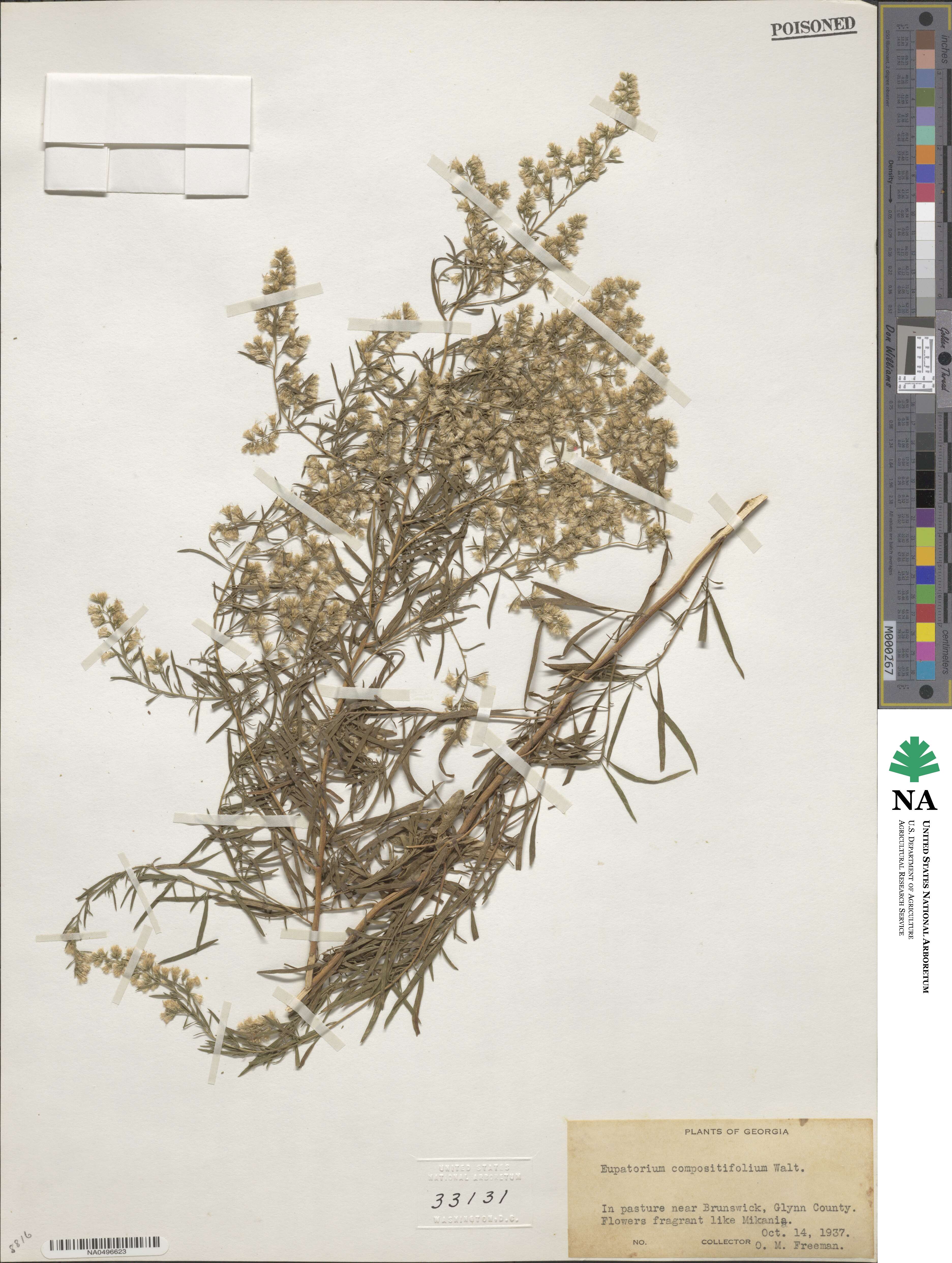 Eupatorium compositifolium image