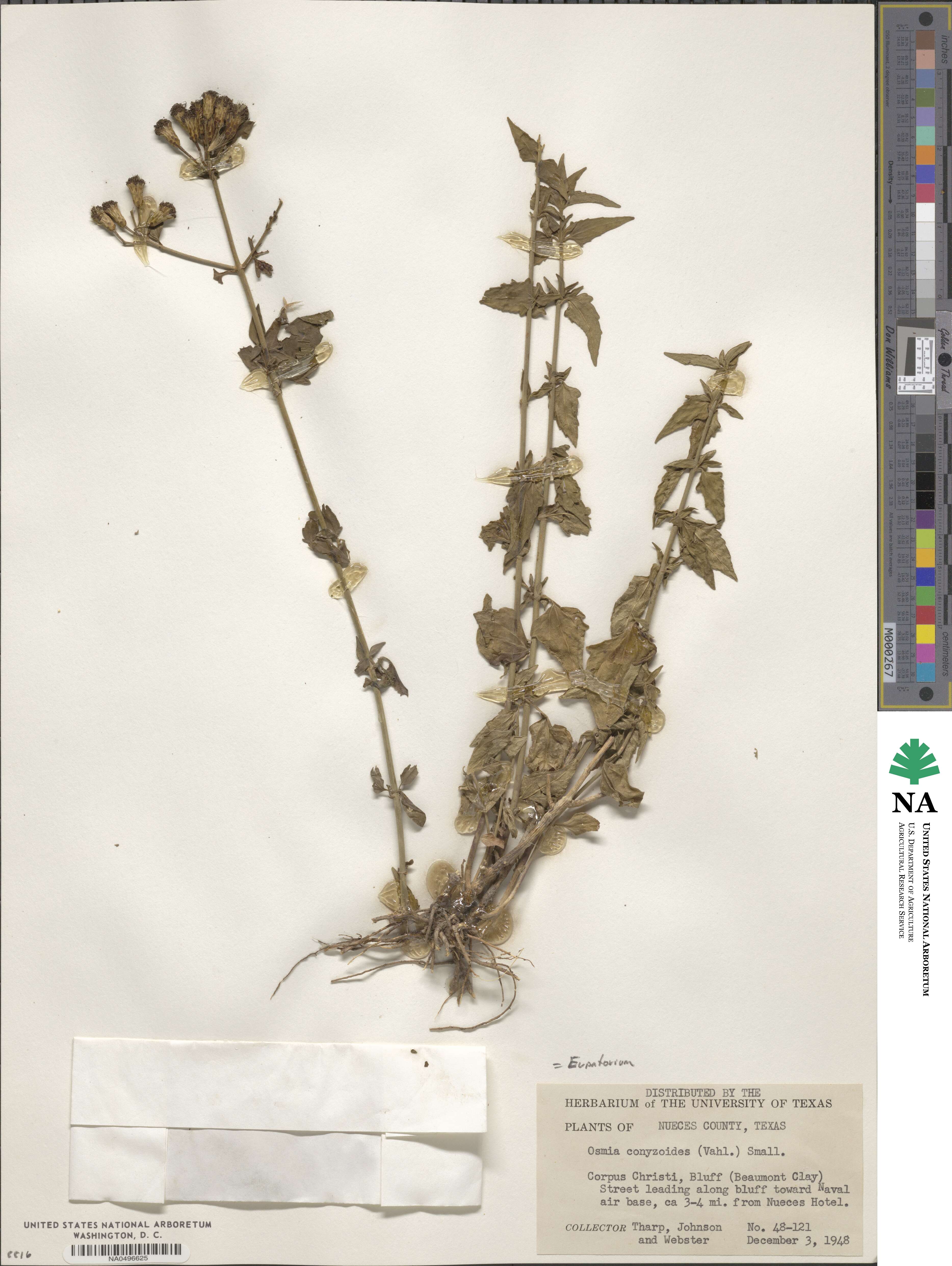 Eupatorium conyzoides image