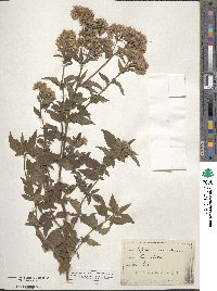 Eupatorium cannabinum image