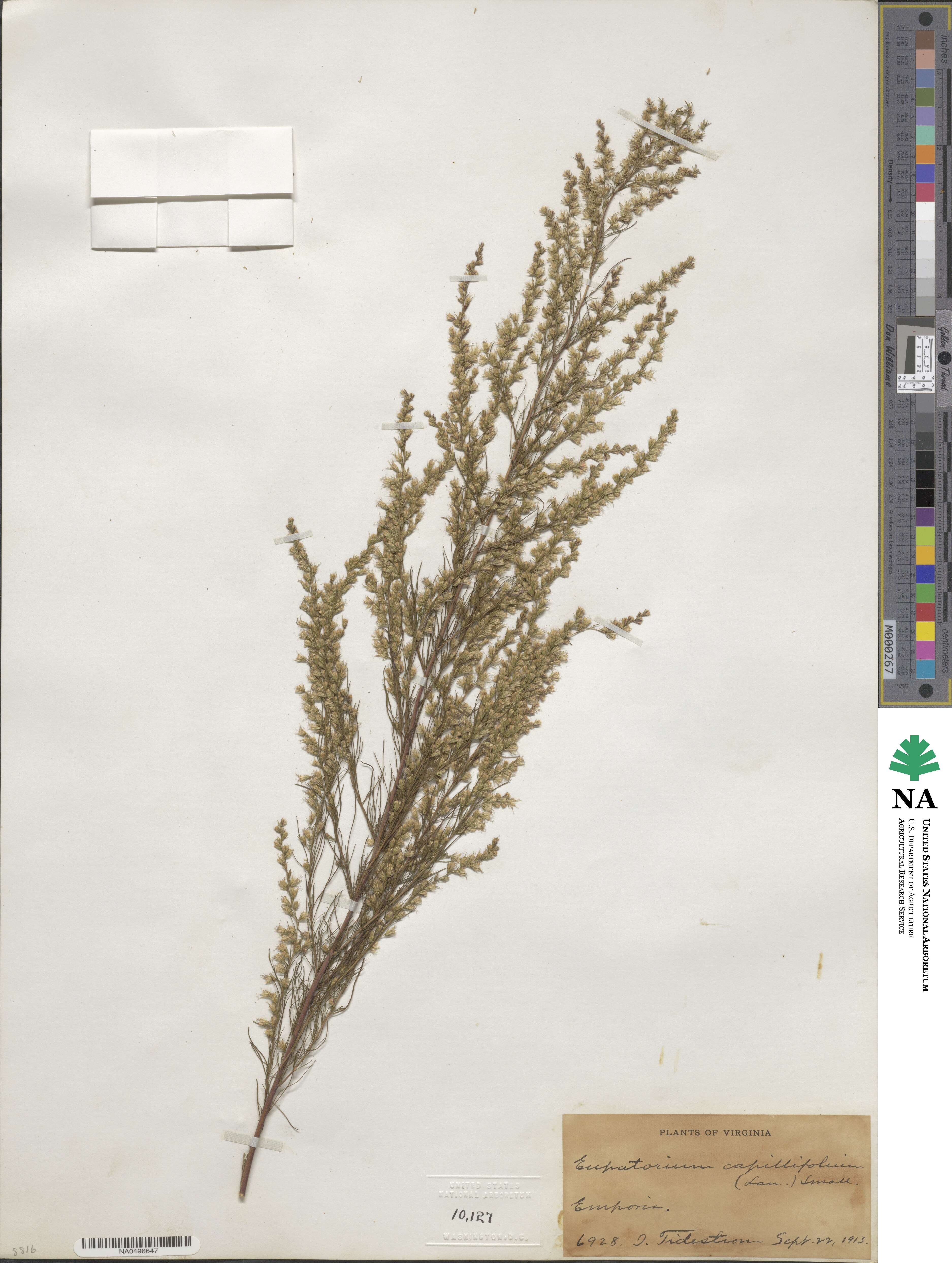 Eupatorium capillifolium image
