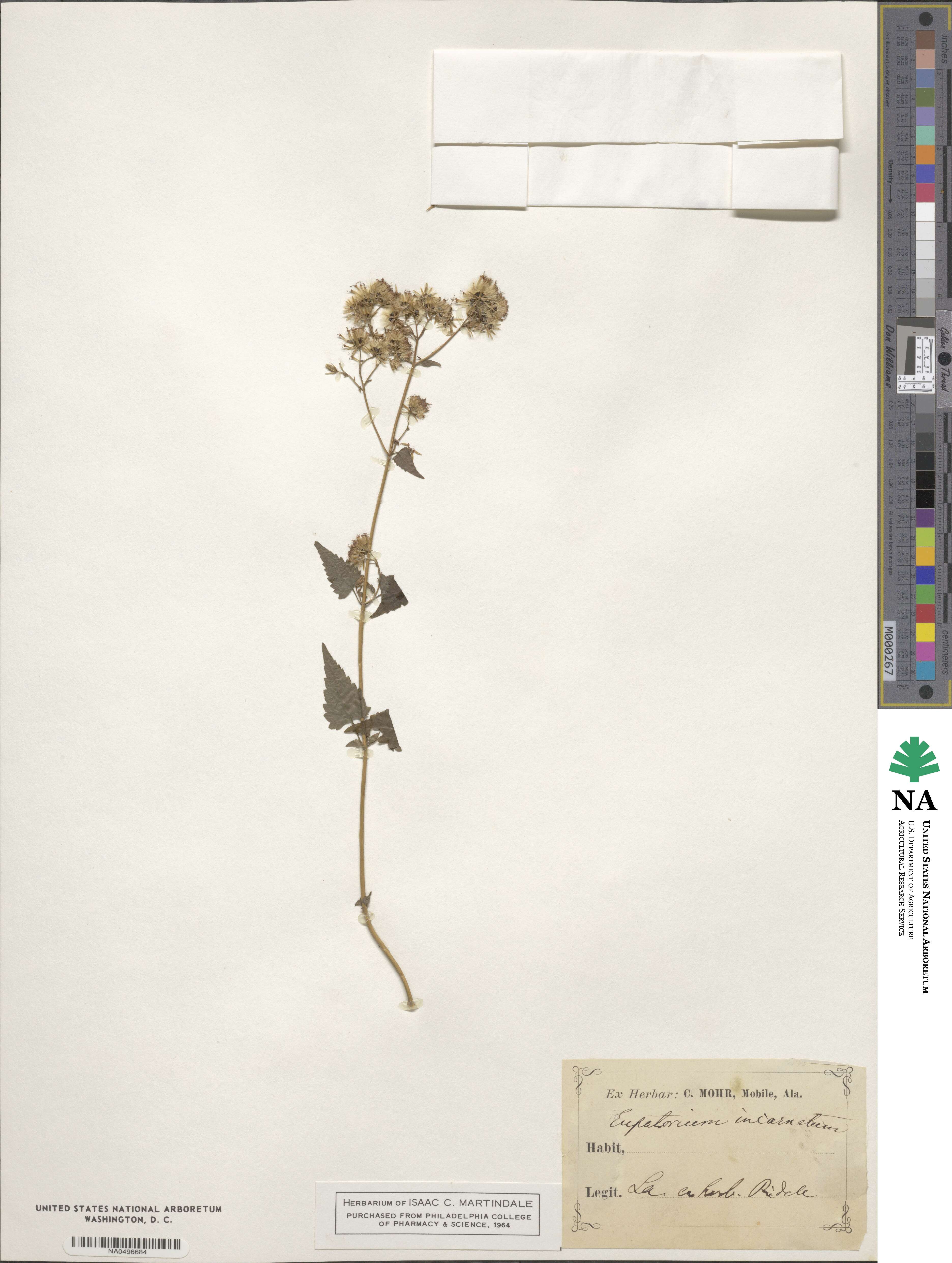 Fleischmannia image