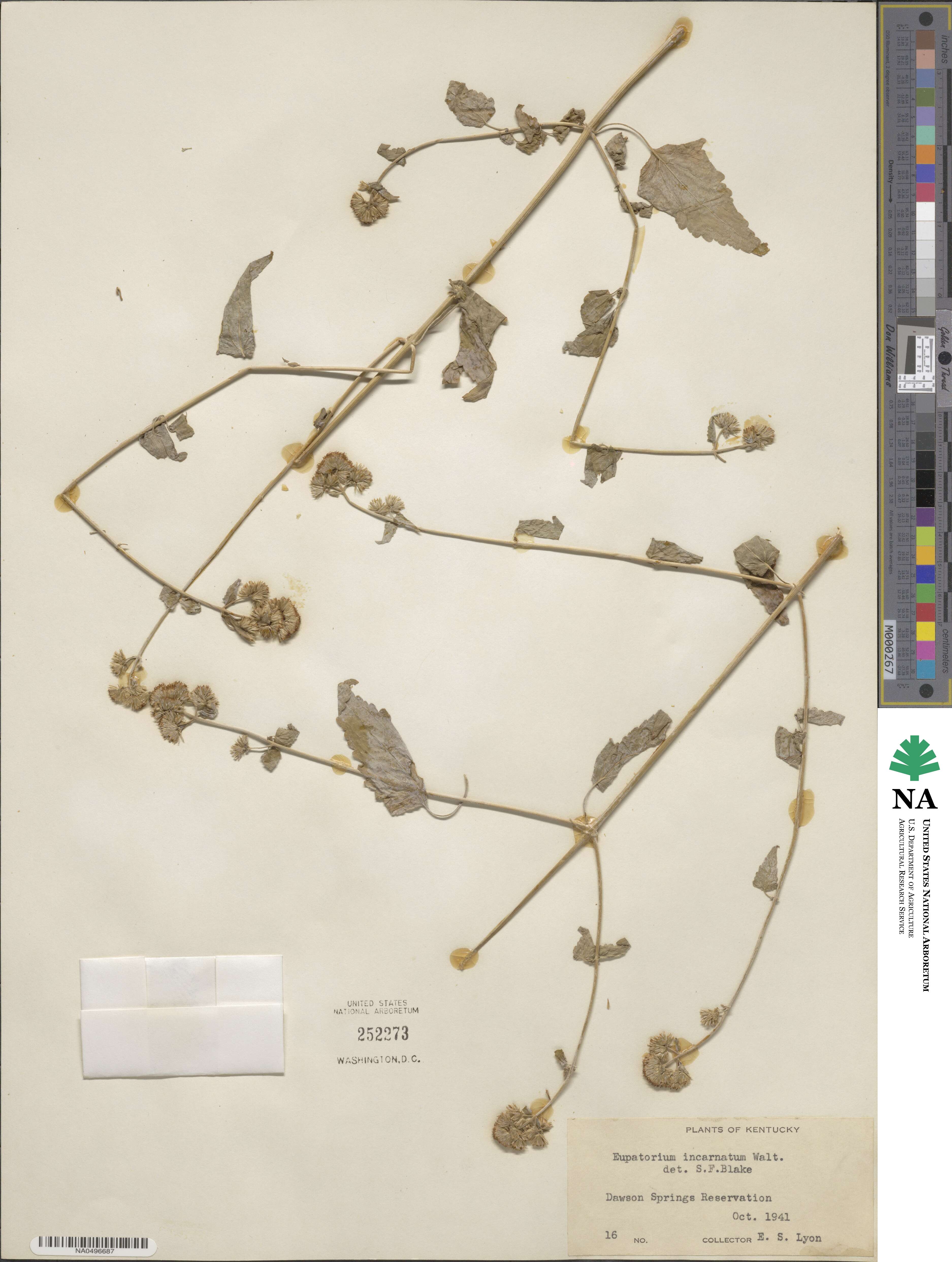 Fleischmannia incarnata image