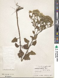 Image of Ageratina jucunda