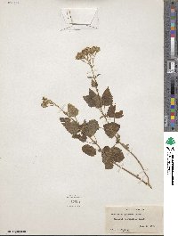 Ageratina jucunda image