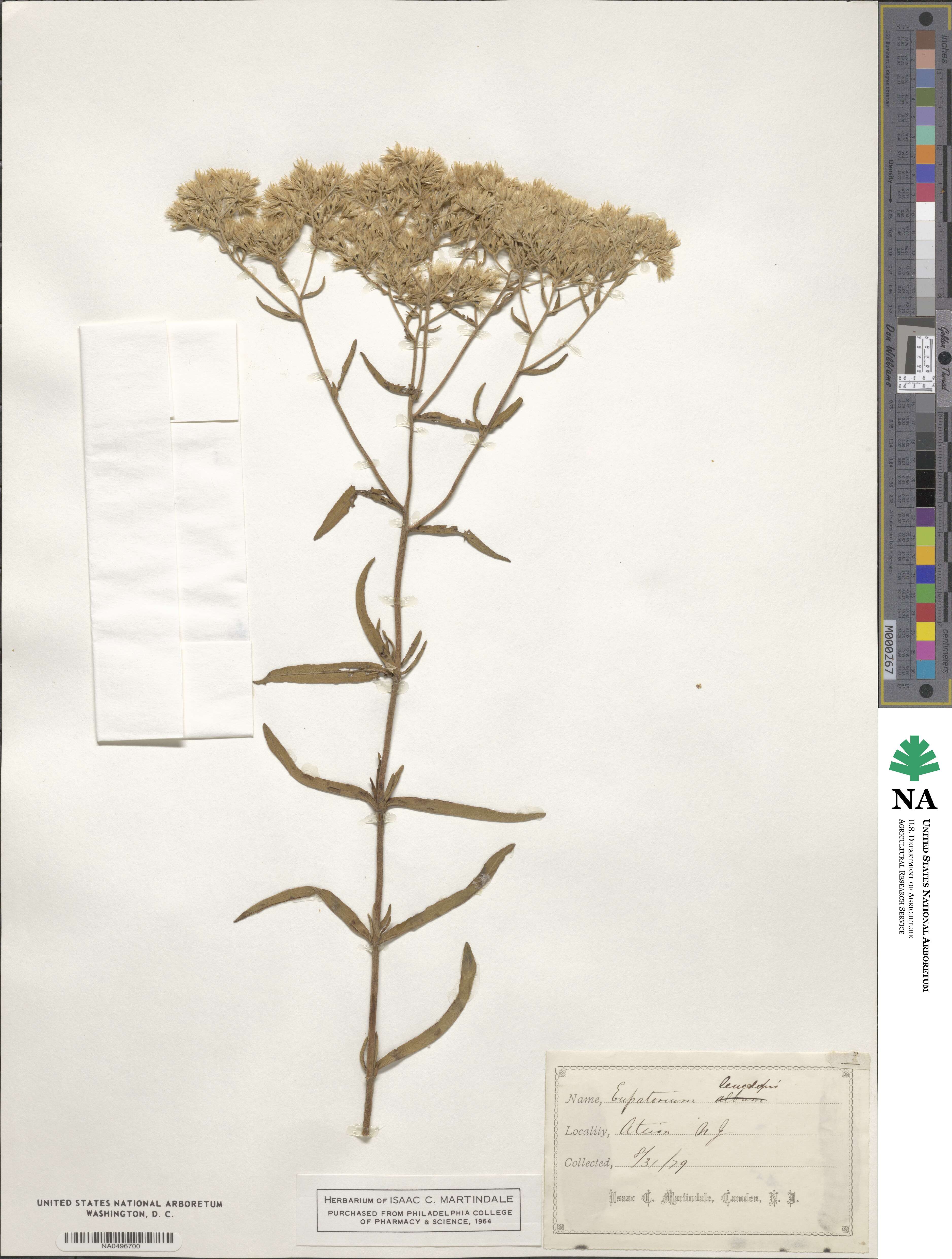 Eupatorium leucolepis image