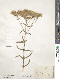 Eupatorium leucolepis image