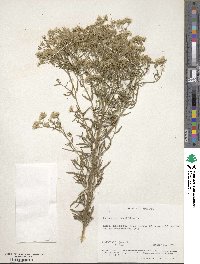 Eupatorium hyssopifolium image