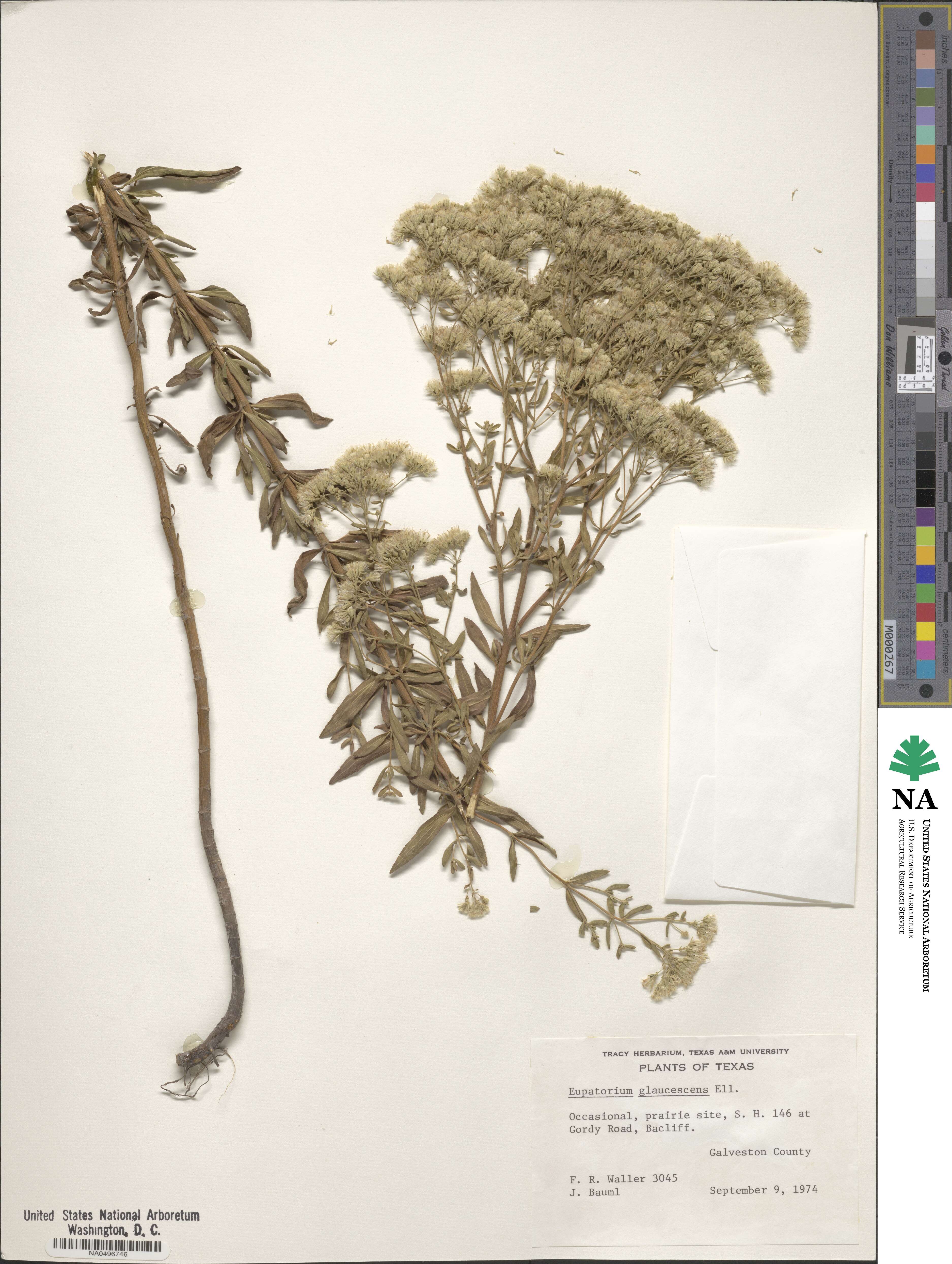 Eupatorium linearifolium image