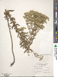 Eupatorium linearifolium image