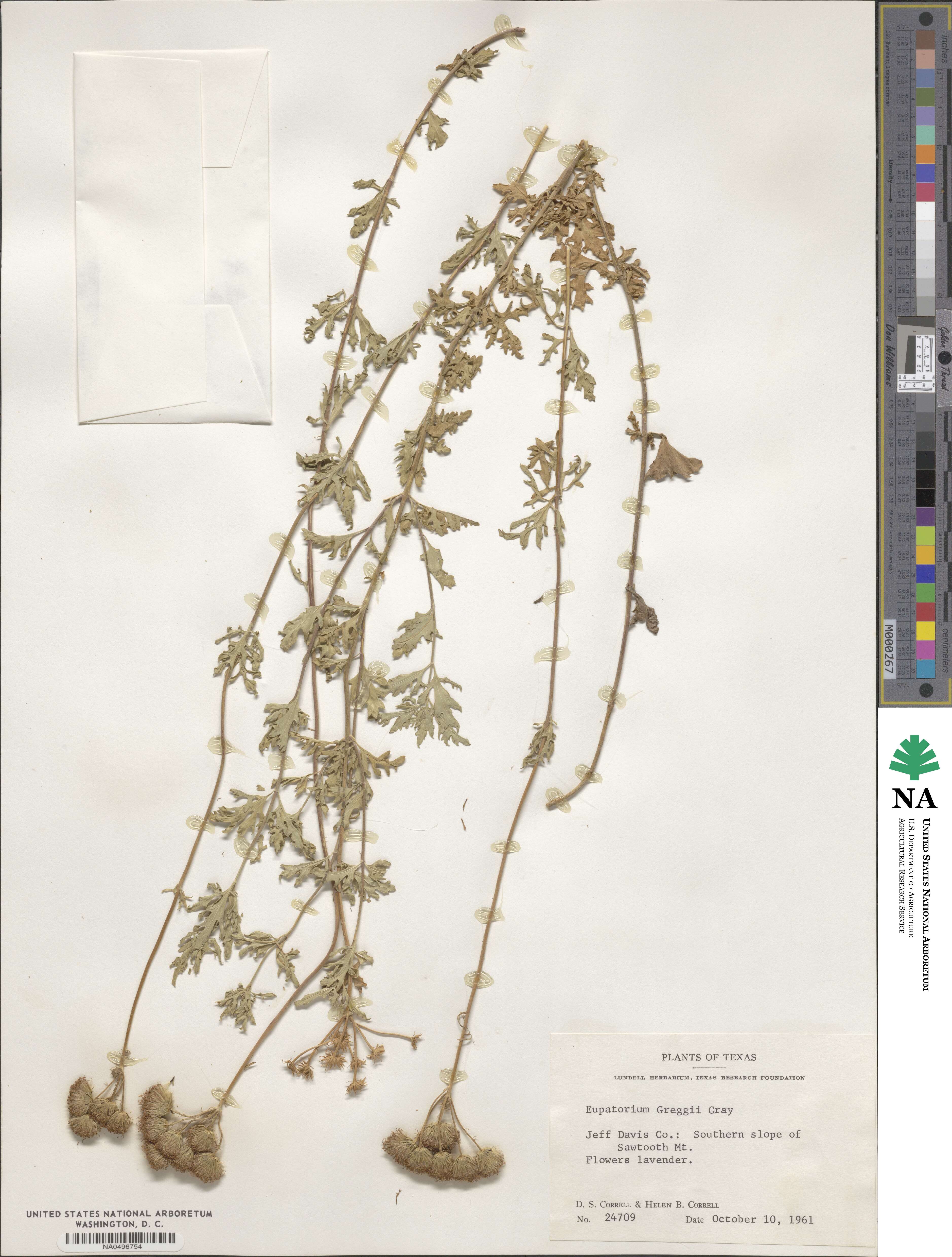 Conoclinium dissectum image