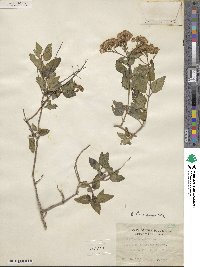 Ageratina havanensis image