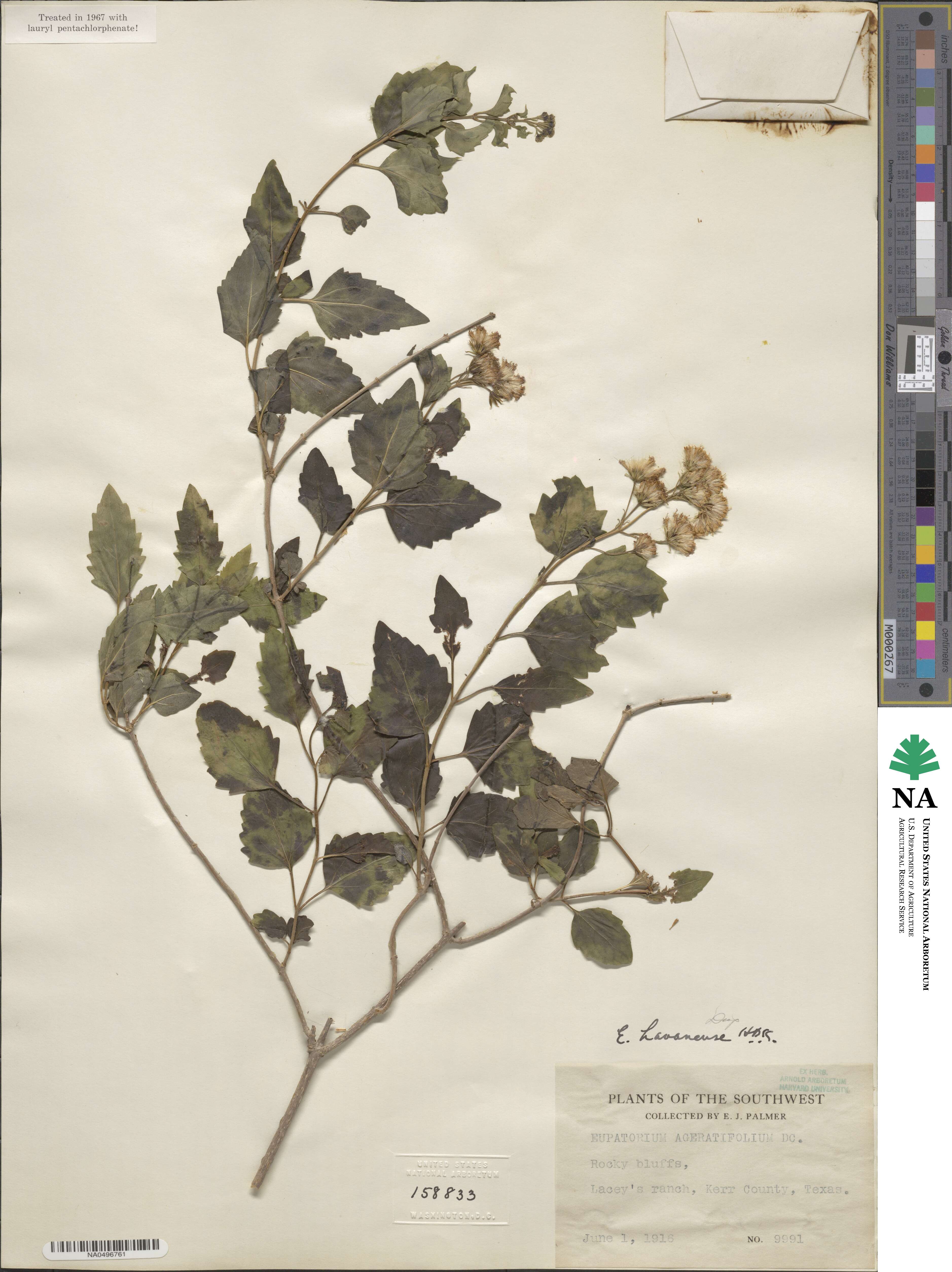 Ageratina havanensis image