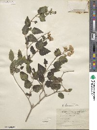 Ageratina havanensis image