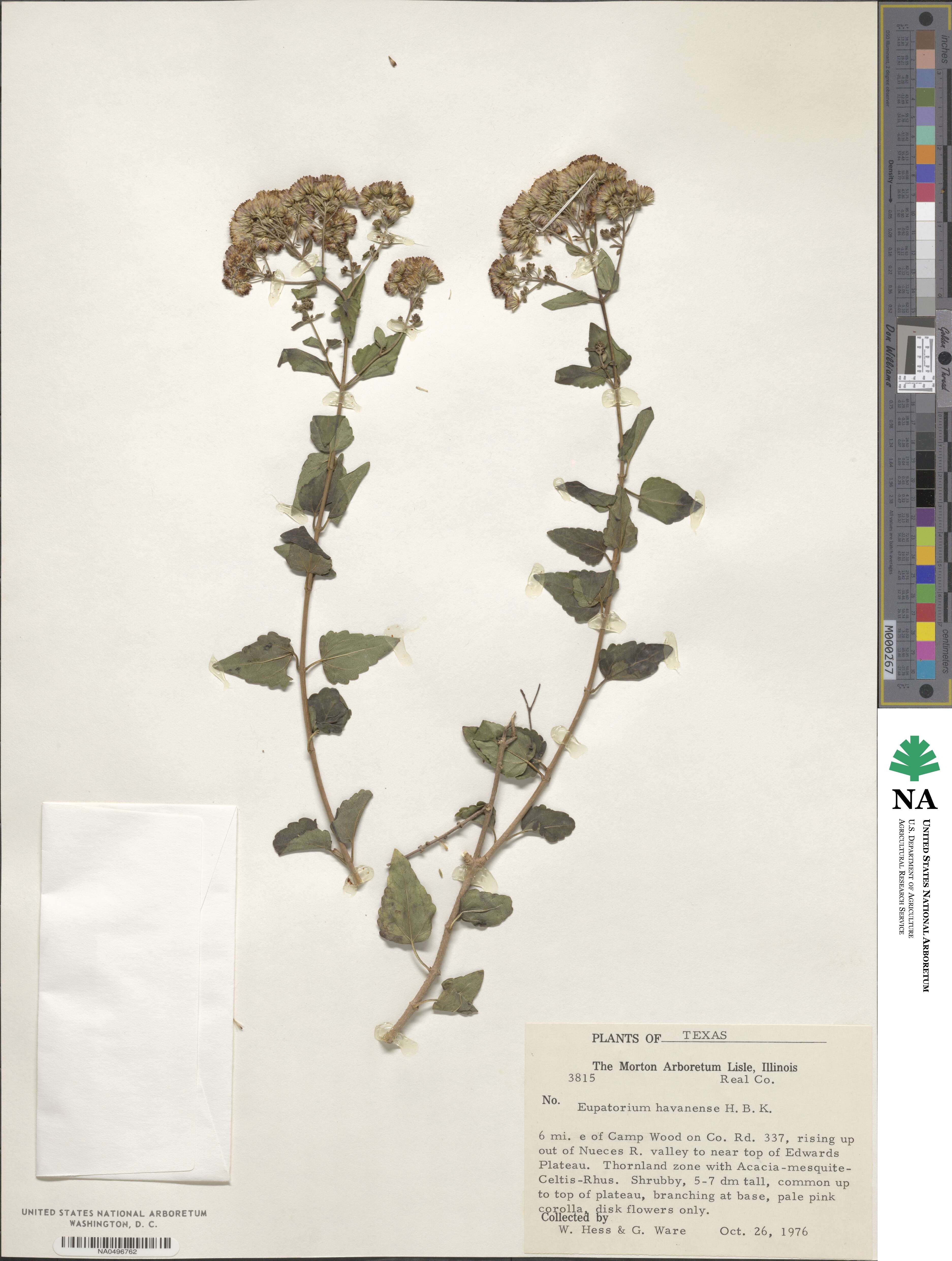 Ageratina havanensis image