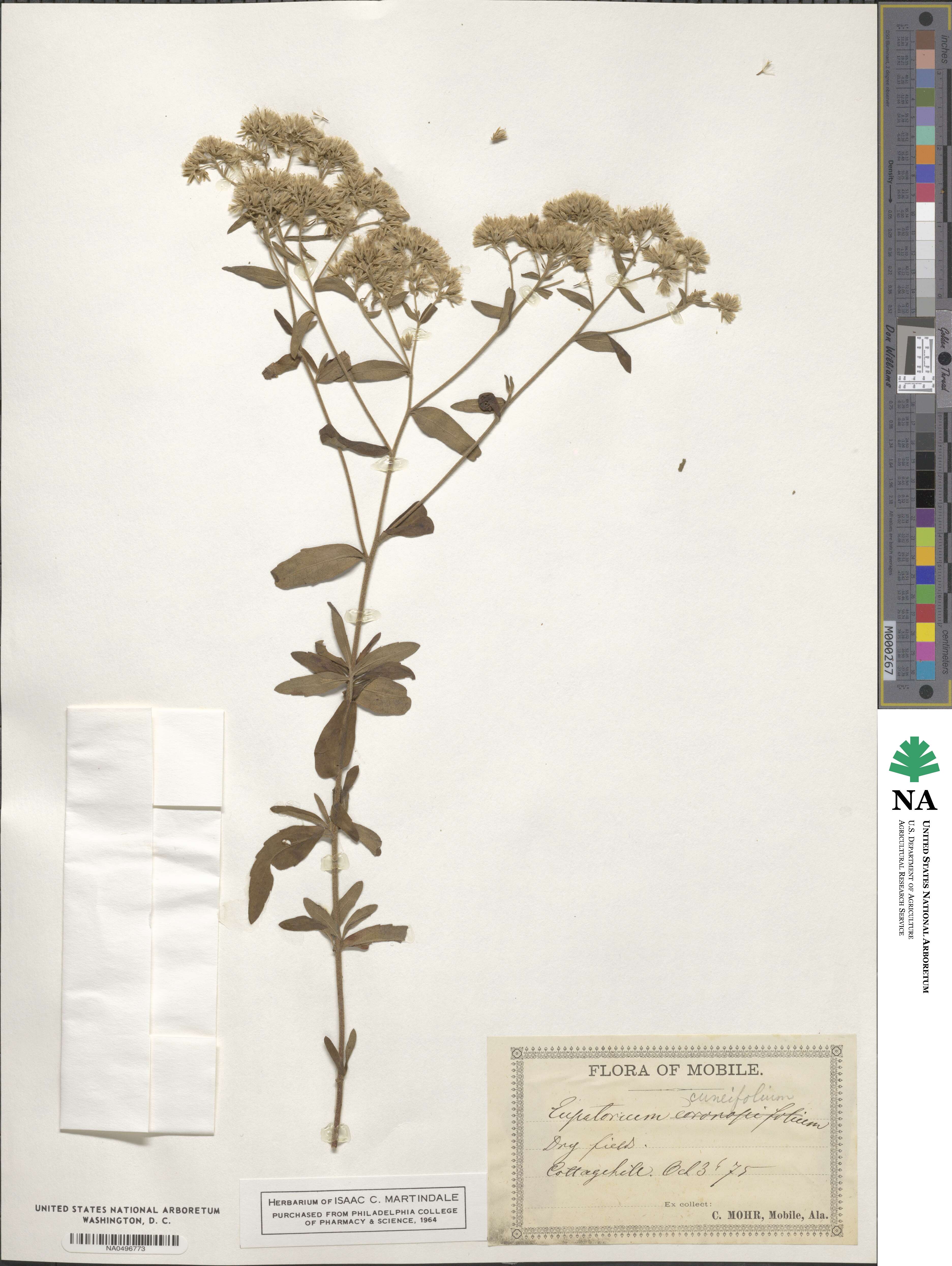 Eupatorium linearifolium image