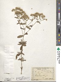 Eupatorium linearifolium image