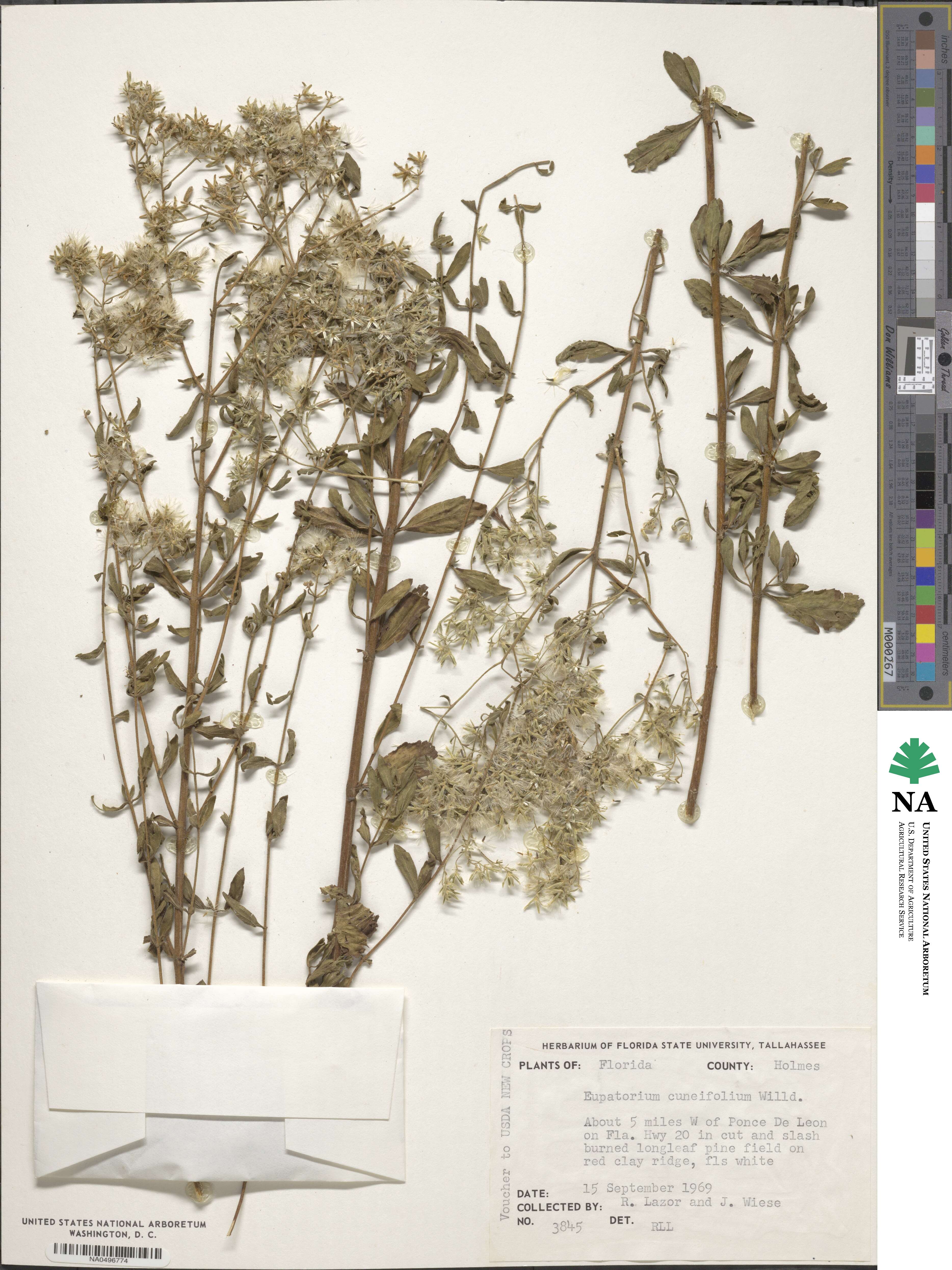 Eupatorium linearifolium image