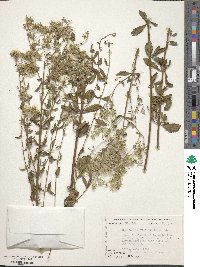 Eupatorium linearifolium image