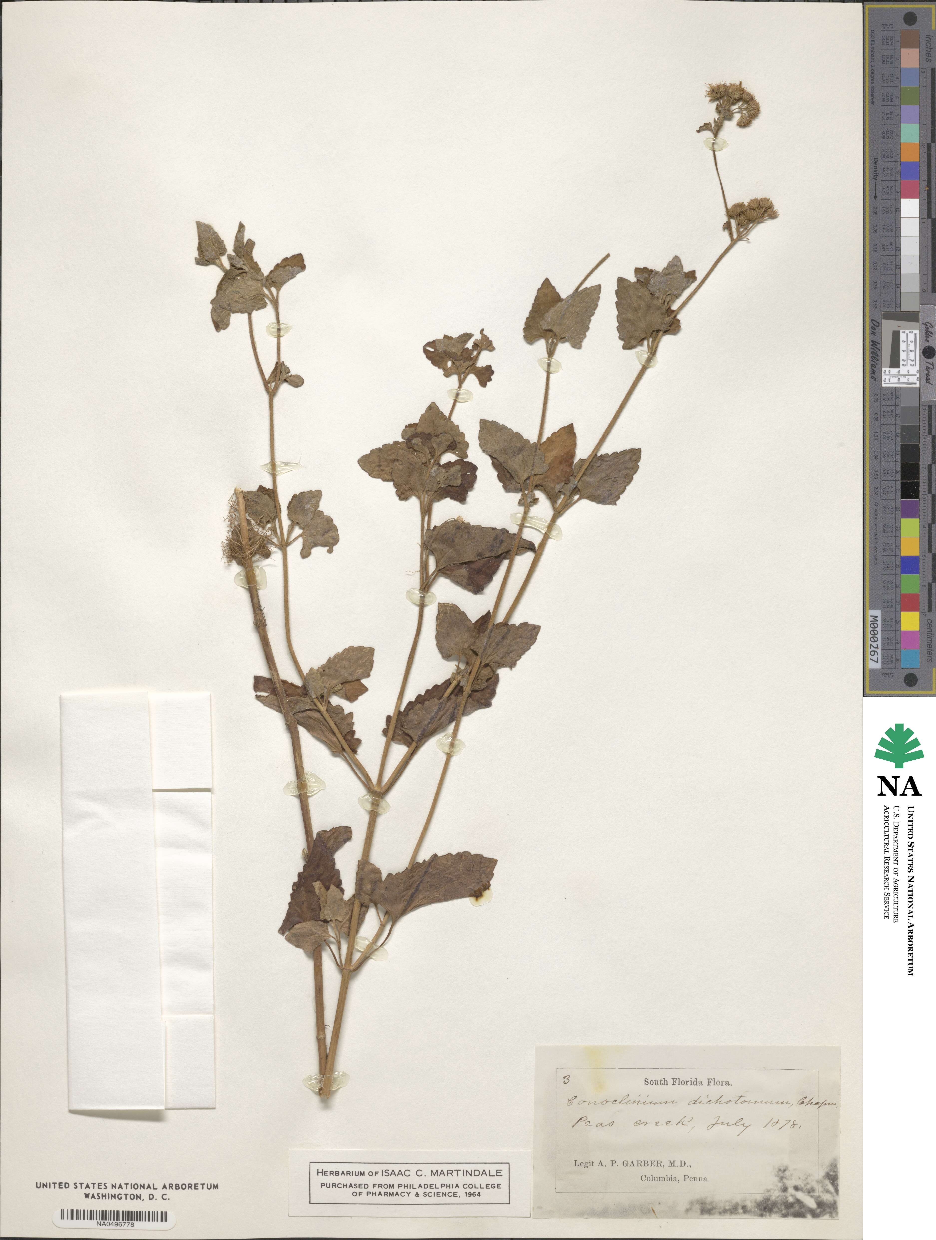 Chromolaena squalida image