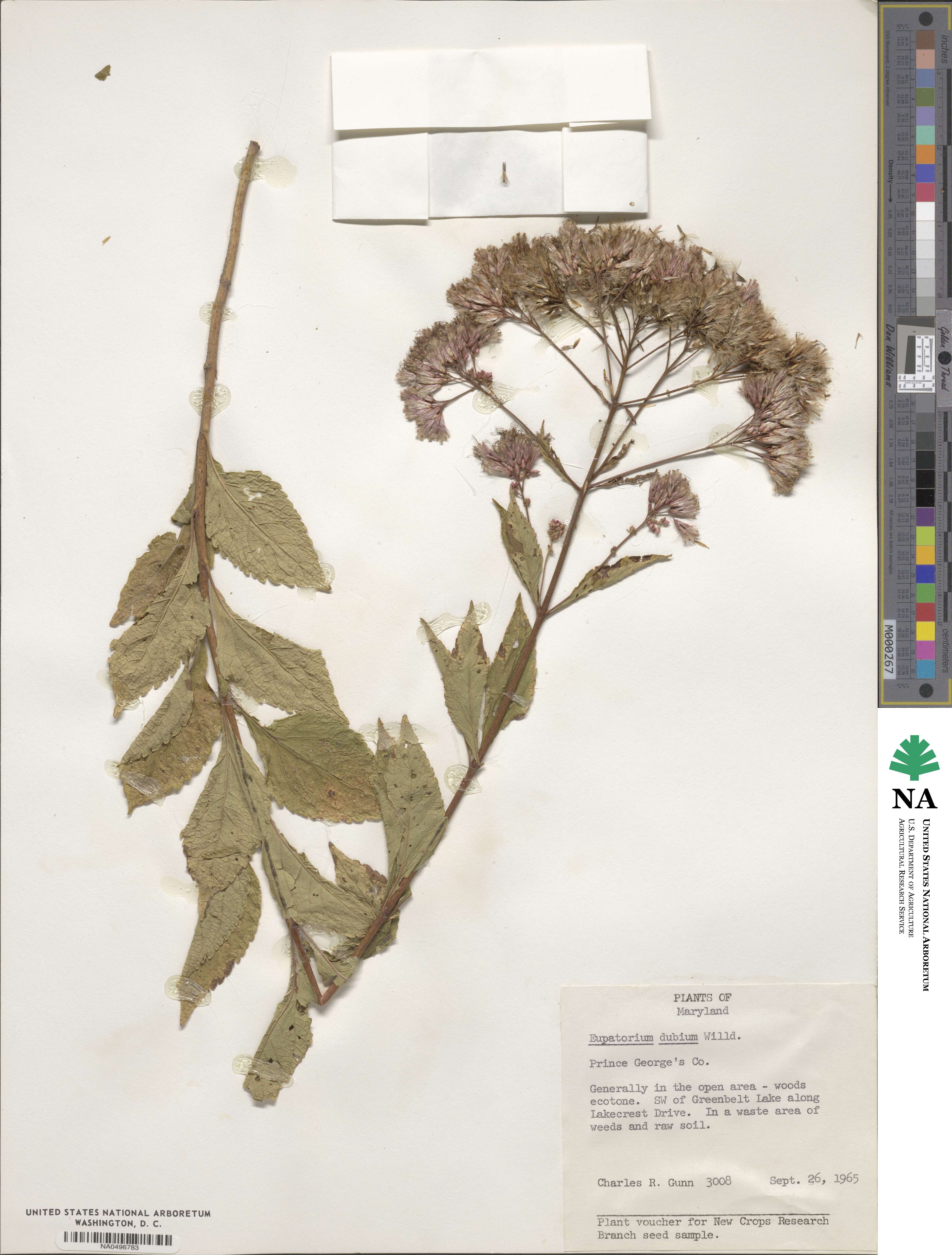 Eutrochium dubium image