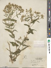 Eupatorium perfoliatum image