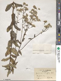 Eupatorium pilosum image