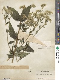 Eupatorium pilosum image