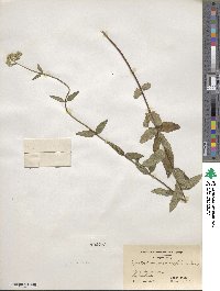 Eupatorium pilosum image