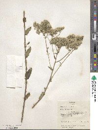 Eupatorium pilosum image