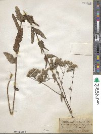 Eupatorium pilosum image