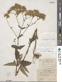 Eupatorium pilosum image