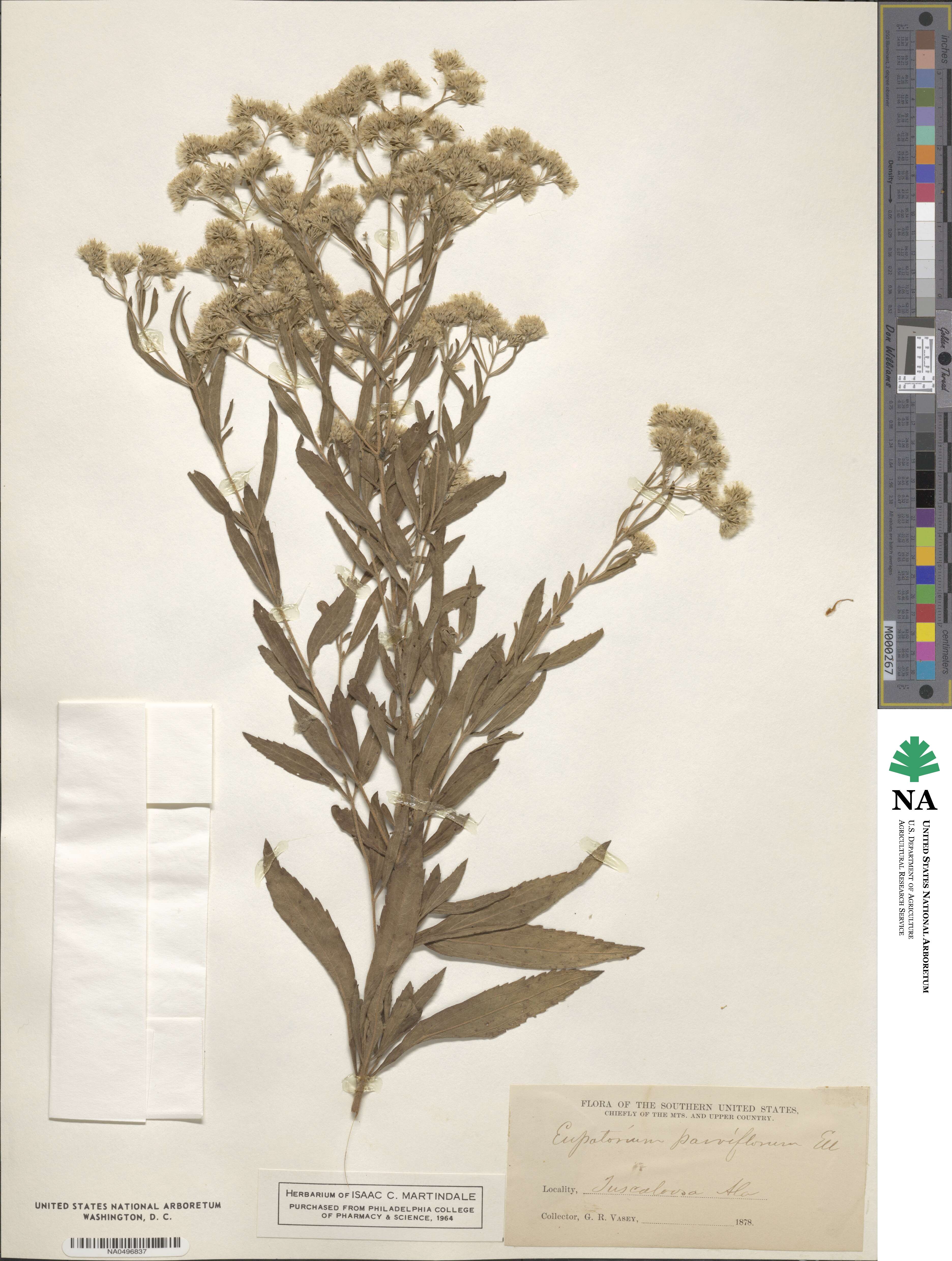 Eupatorium parviflorum image