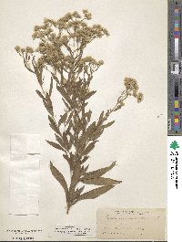 Eupatorium parviflorum image