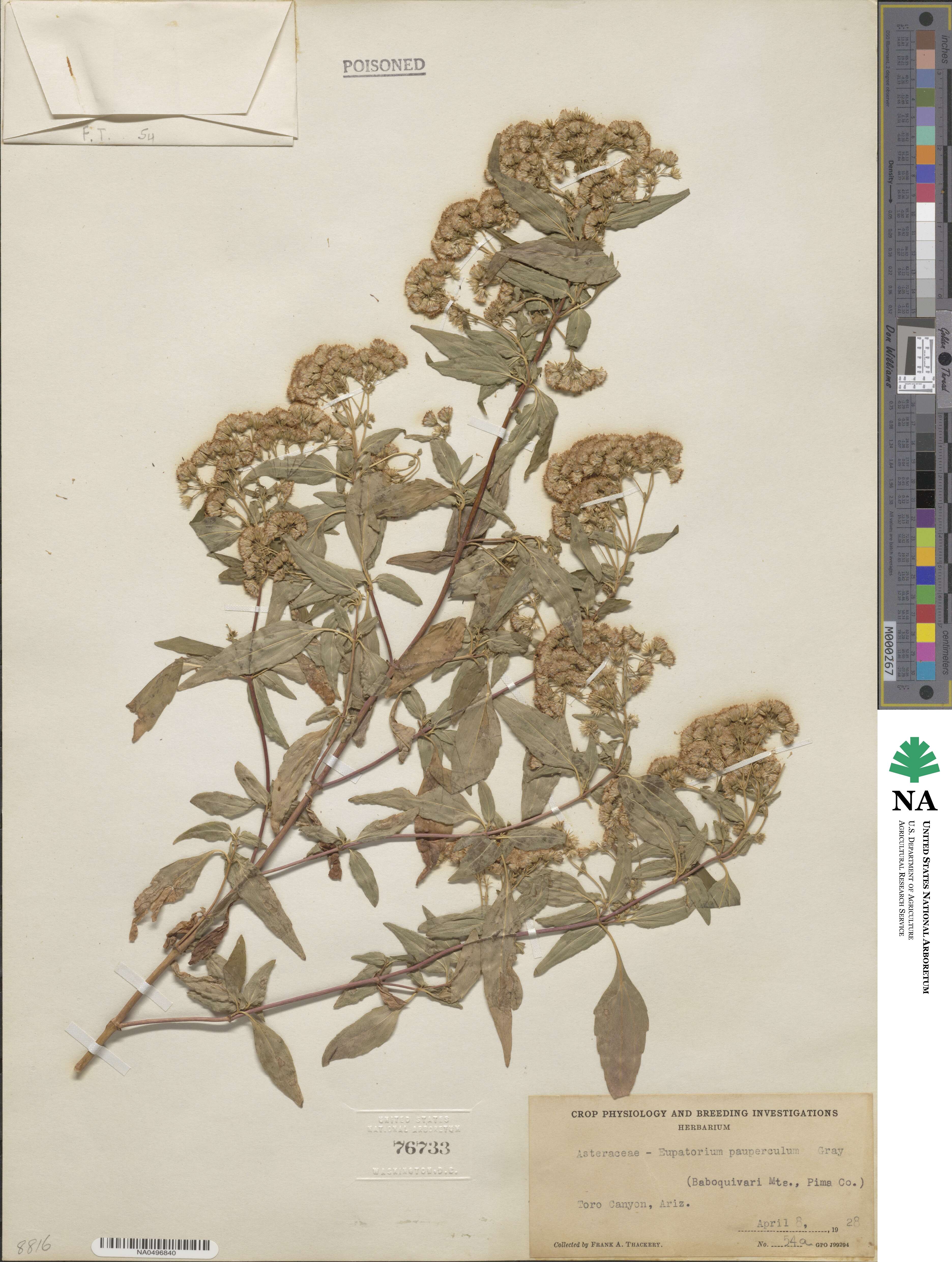 Ageratina paupercula image