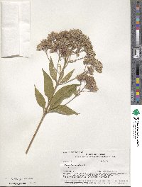 Eutrochium maculatum image