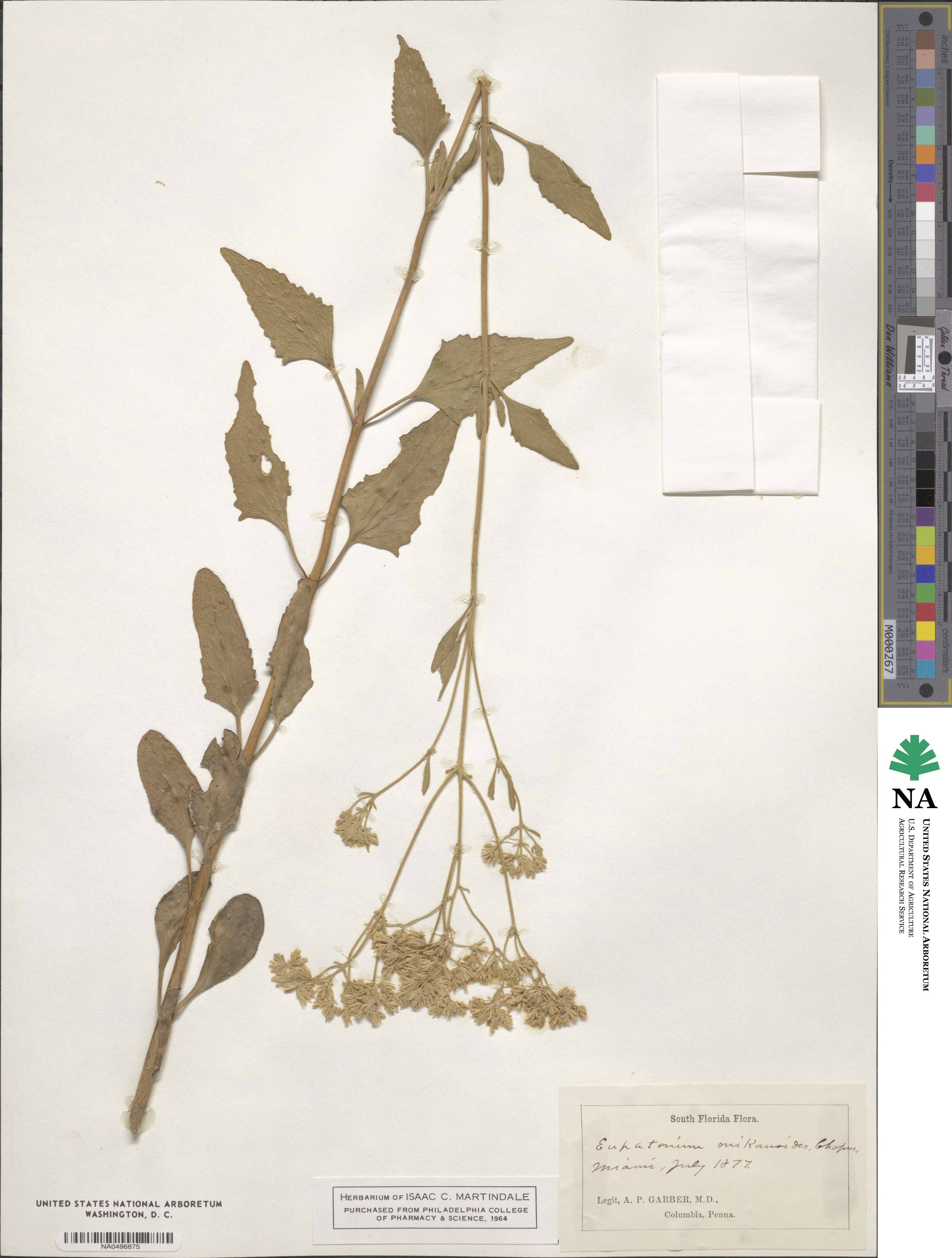 Eupatorium mikanioides image