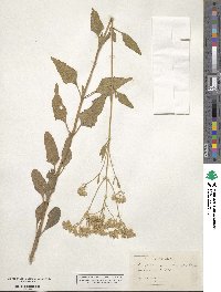 Eupatorium mikanioides image