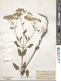 Eupatorium mikanioides image