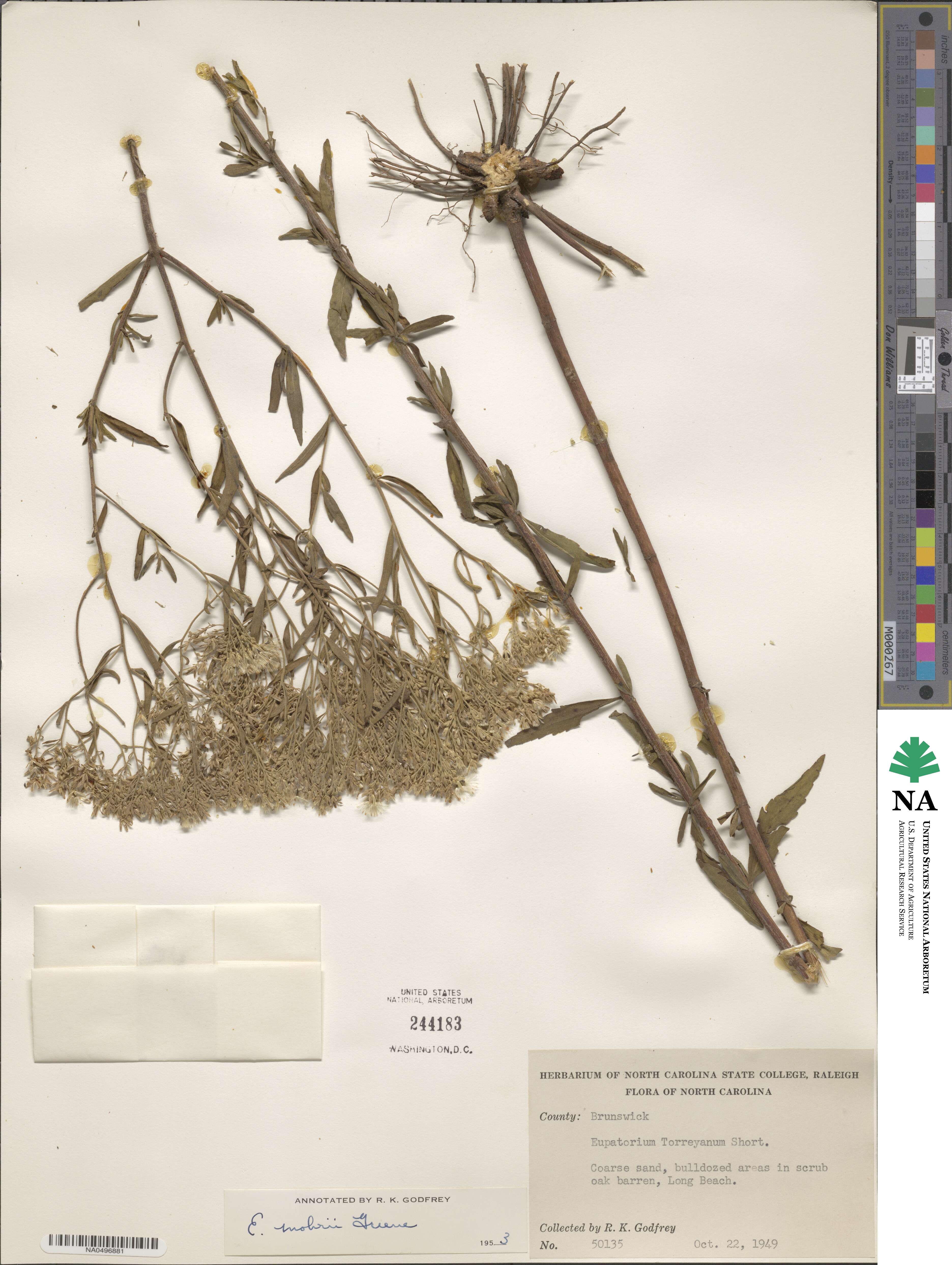 Eupatorium mohrii image
