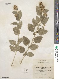 Ageratina occidentalis image